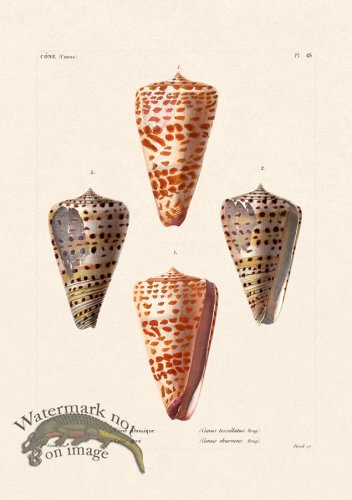 (image for) French Shell 045