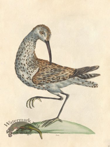 (image for) Curlew - Tribute Bd 63 M