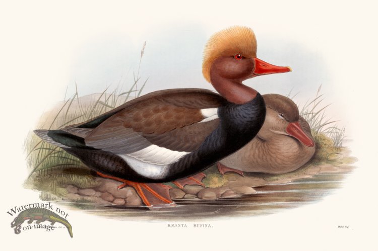 (image for) Gould Waterfowl 11