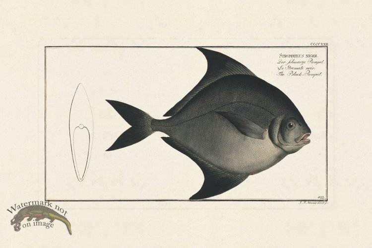 (image for) BLOCH FISH 422