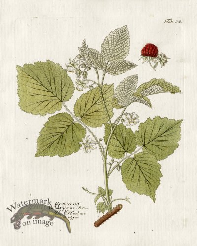 (image for) Red Raspberry