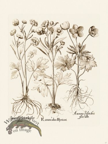 (image for) Besler 027 B1