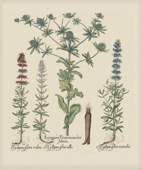 Besler 283 Colored B2