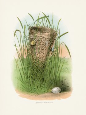 Thomas Gentry Bird 53