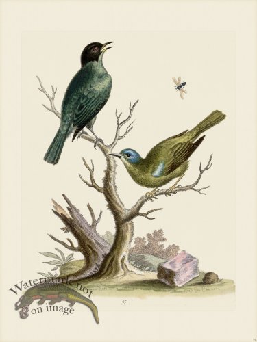 (image for) Edwards 025 Fly Catcher