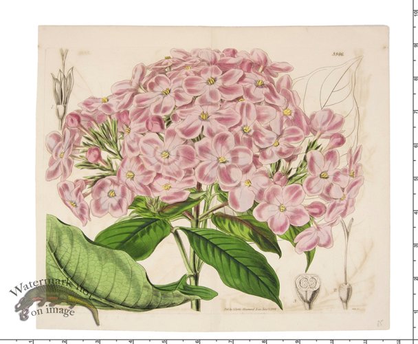 Curtis Botanical 025