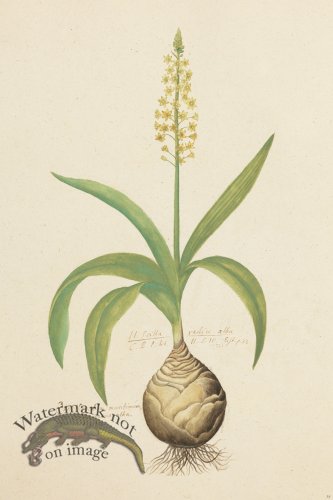 (image for) Blomboken 039