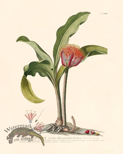 (image for) Trew Botanical 44