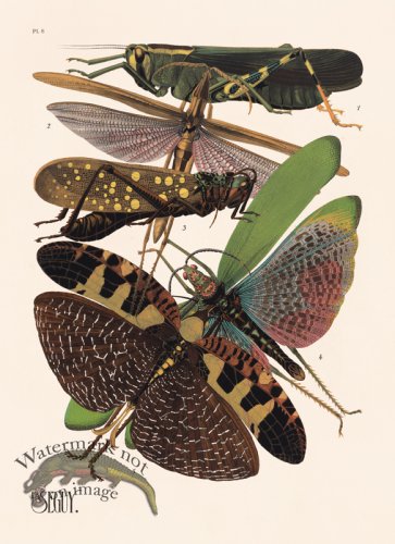 (image for) Seguy Bug 08