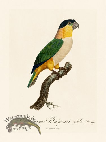 (image for) Barraband Parrot 119