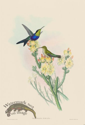 (image for) Gould Hummingbird 101