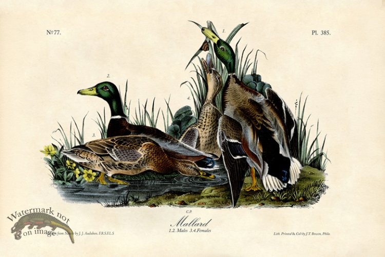 (image for) Mallard