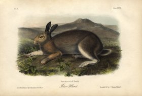 Polar Hare