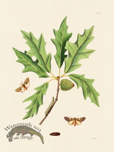 (image for) Abbot Butterfly 083