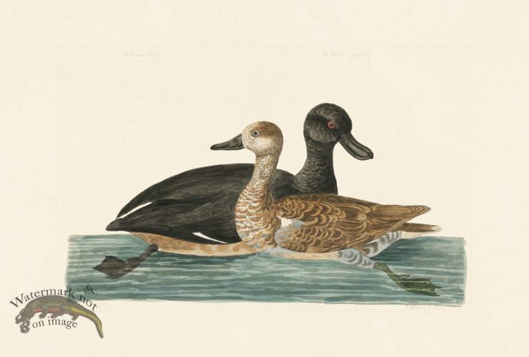 (image for) Pennant Zoology 045