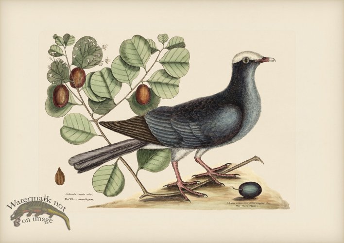 (image for) 025 White Crowned Piegon