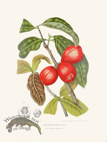 Horticulture of Java 29