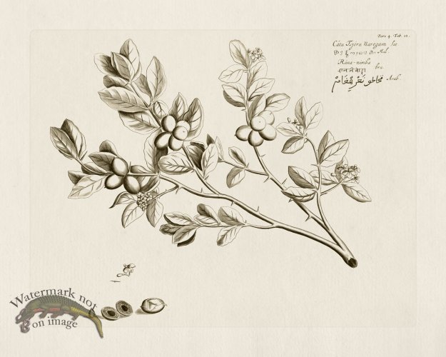 (image for) HORTUS VOL 04 12