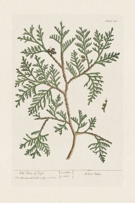 BEE 210 The Tree of Life