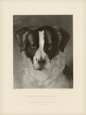 SA Dogs 06 Newfoundland