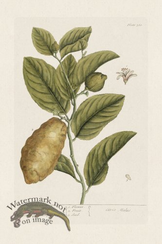 (image for) BEE 361 The CitronTree