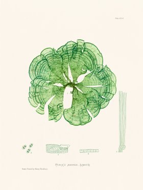 Bradbury Seaweed 156