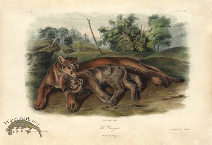 (image for) Cougar . Female & Young