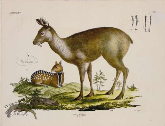 (image for) Goldfuss Siberian Musk Deer