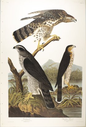 Goshawk and Stanley Hawk