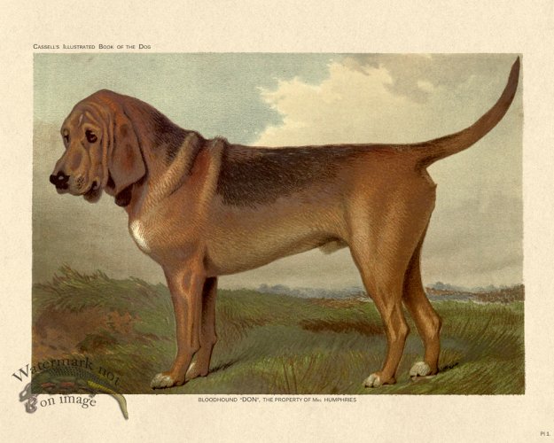 (image for) Cassell Dog 01