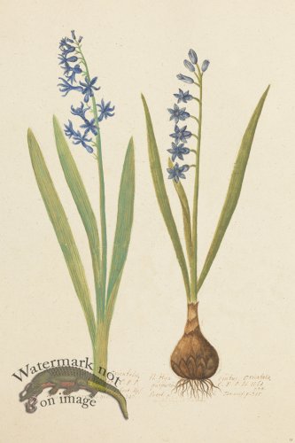 (image for) Blomboken 013