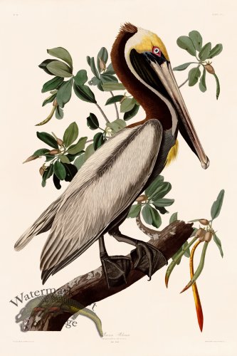 (image for) 251 Brown Pelican