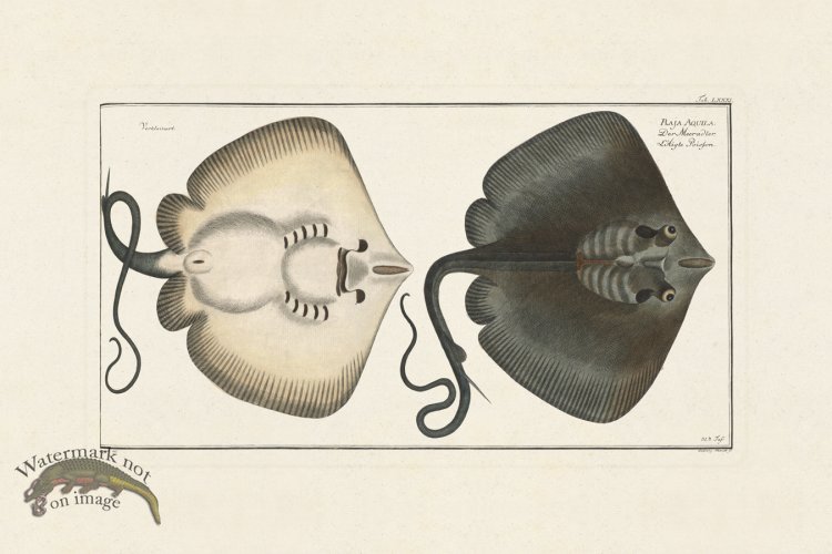 (image for) BLOCH FISH 081