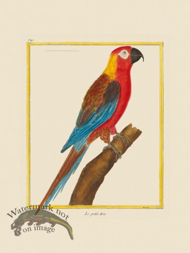 (image for) Martinet Bird 641