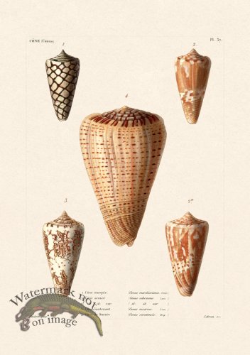 (image for) French Shell 037