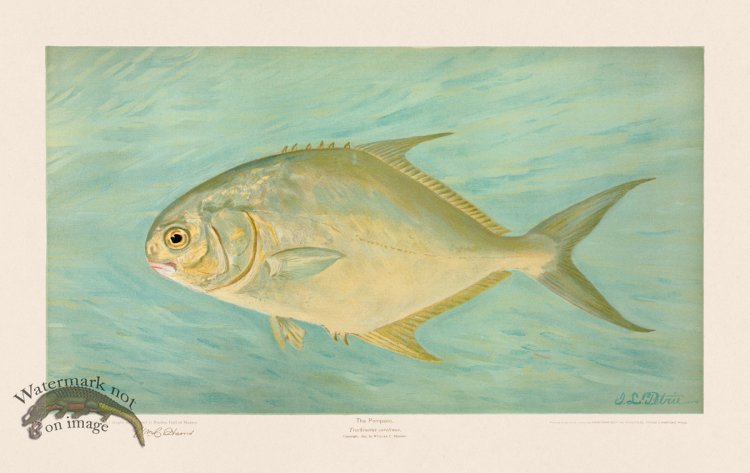 (image for) Pompano