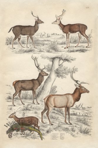 EJNH Deer 03