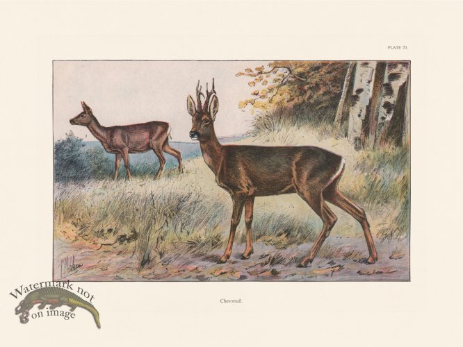 (image for) Les Chiens 070