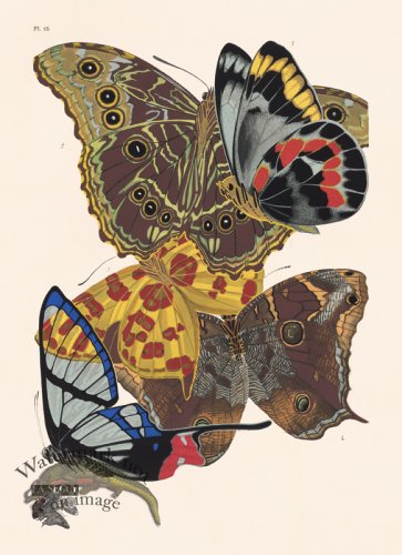 (image for) Seguy Butterfly 15