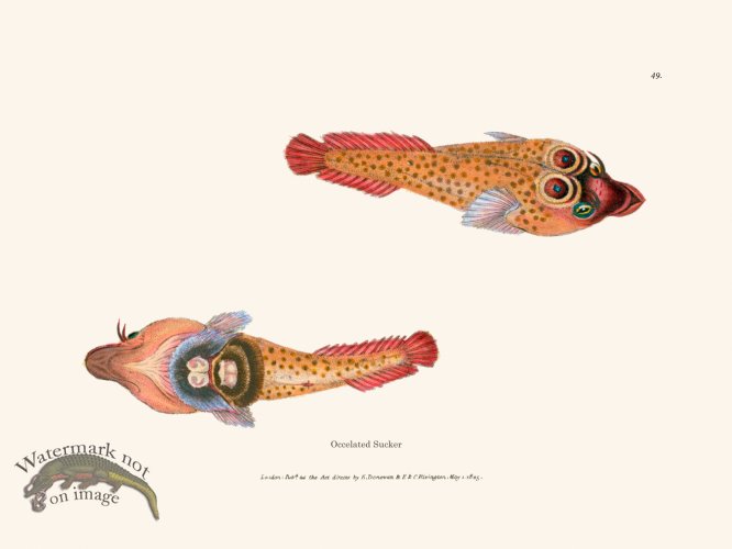 (image for) 049 Occelated Sucker