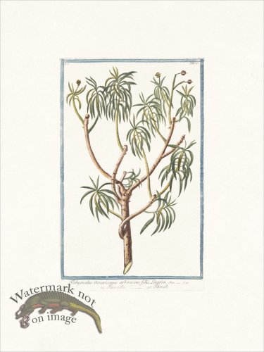 (image for) Bonelli 025 Titimale