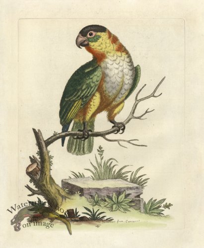 Edwards Parrot 08.jpg