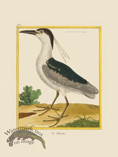 (image for) Martinet Bird 758