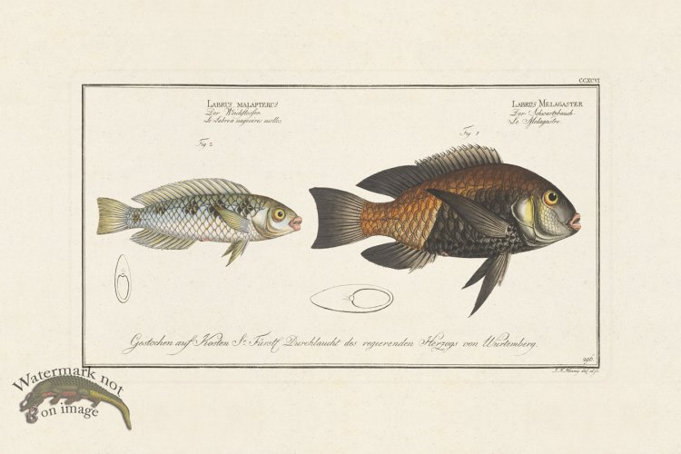 (image for) BLOCH FISH 296