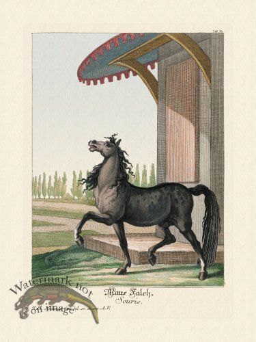 (image for) Ridingers Horses 36