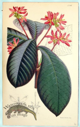 (image for) Curtis Leaves 07