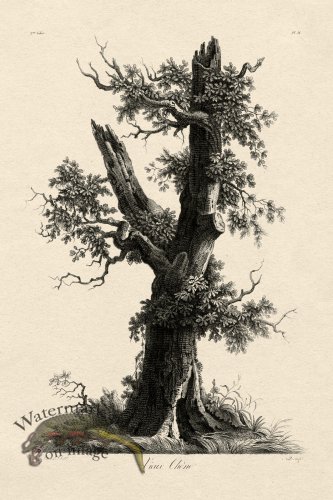 (image for) Defiennes Tree 16