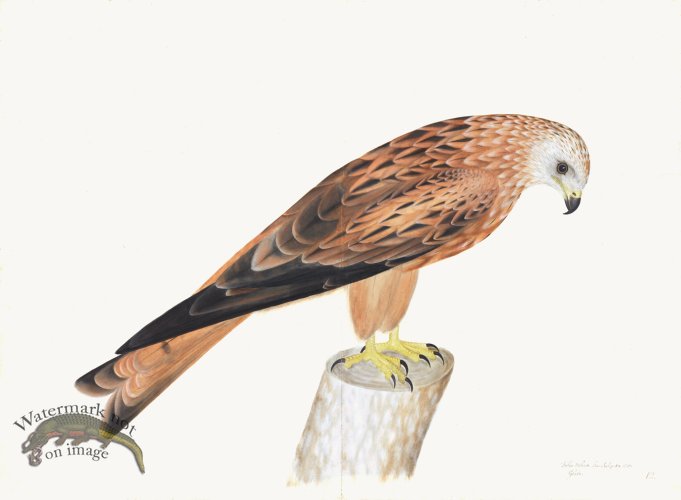Rudbeck 012 Red Kite 30x22