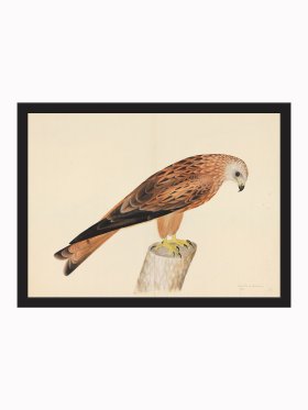 Rudbeck CFA_BF 12 Honey Buzzard