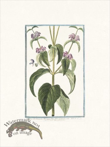 (image for) Bonelli 217 Phlomis Taurica, Sage